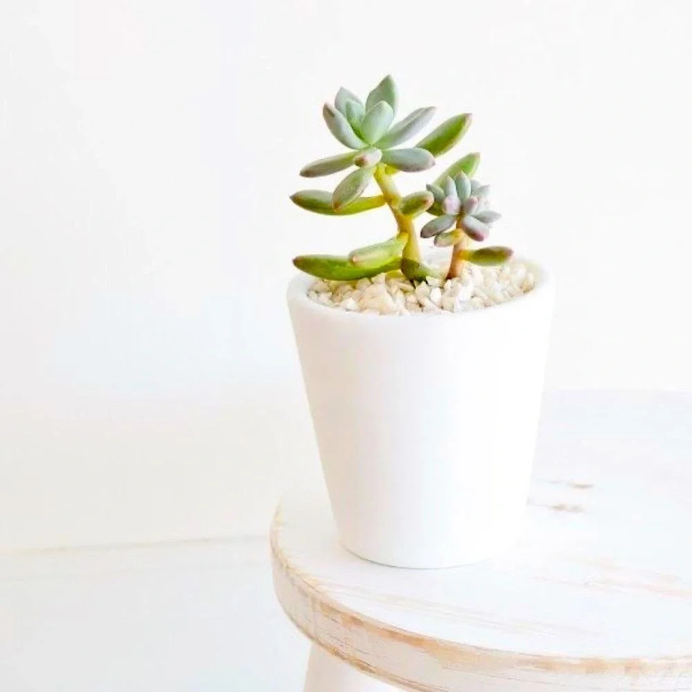 Matte Off White Stoneware Vase